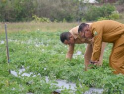 Bupati Manggarai Dorong Swasembada Kentang Lewat Penangkaran di Compang Dalo