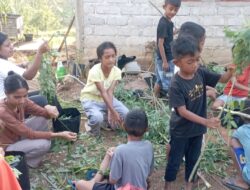 Forum Anak Desa Tengku Lese Belajar Bertani Organik
